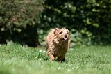 NORFOLK TERRIER 100